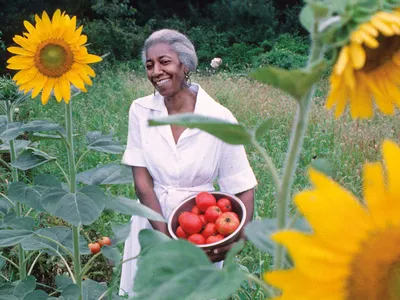 <p>Edna Lewis gathers ingredients in the garden behind Ellerslie Plantation west of Charlottesville, Virginia, 1975.</p>